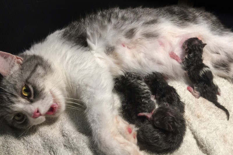 Cat shop after pregnancy