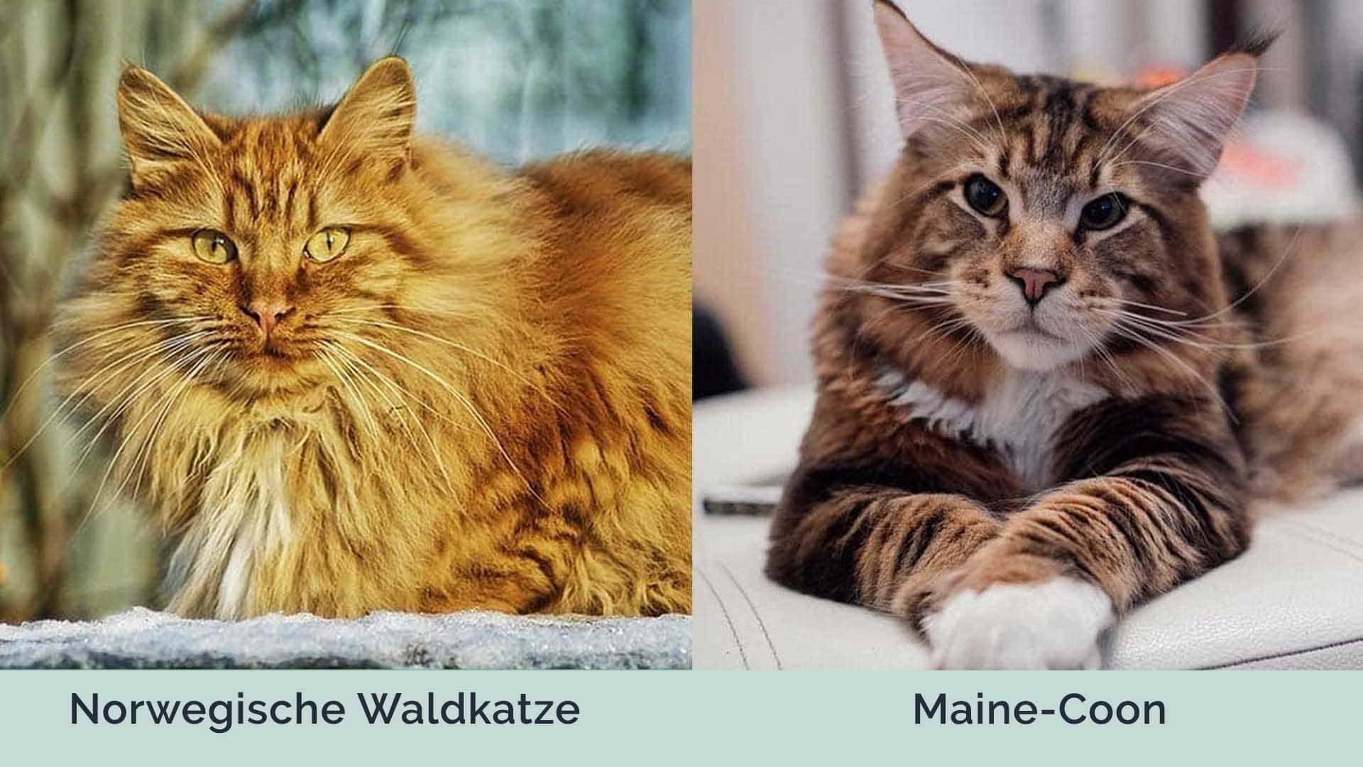 Norwegische Waldkatze vs. MaineCoon Was ist