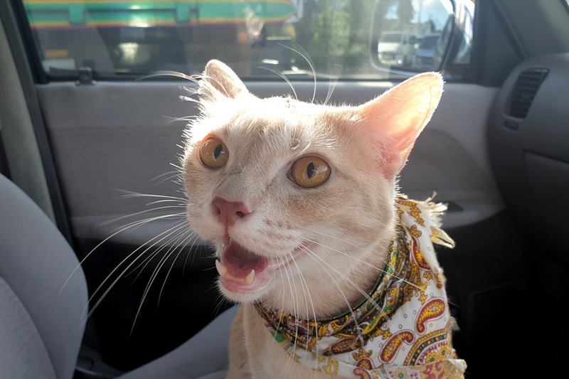 Orange cat with bandana panting inside the car