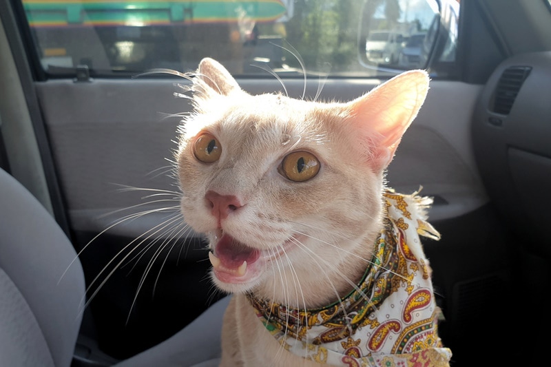 Orange cat with bandana panting inside the car Orange cat with bandana panting inside the car