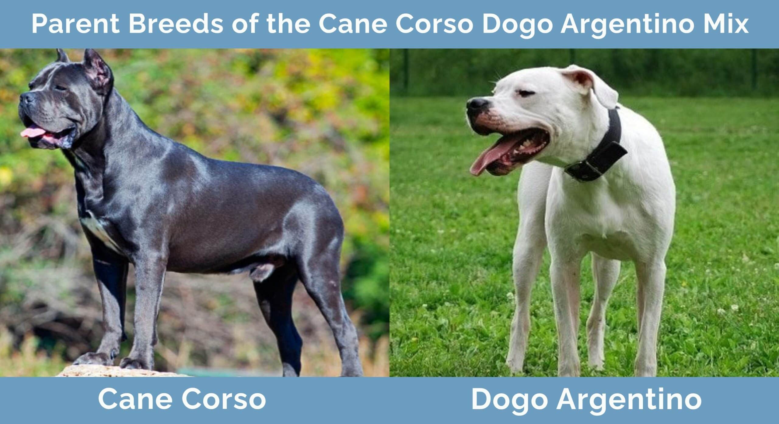 Dogo argentino hybrid sales