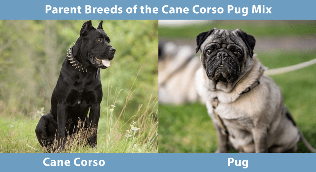 Parent Breeds of the Cane Corso Pug Mix