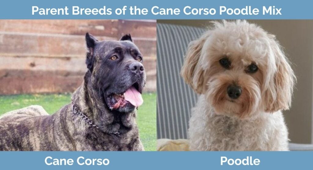 Cane corso 2024 doodle
