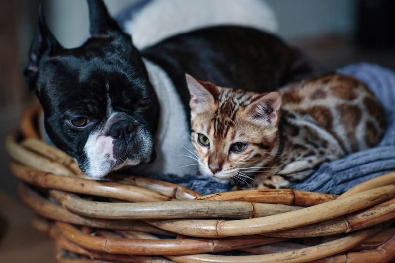 Pied Boston Terrier in basket bed with Bengal cat