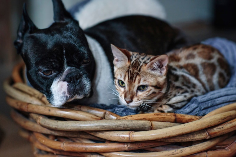 Do Boston Terriers Get Along With Cats? 50 Owners Surveyed - Boston Terrier  Society