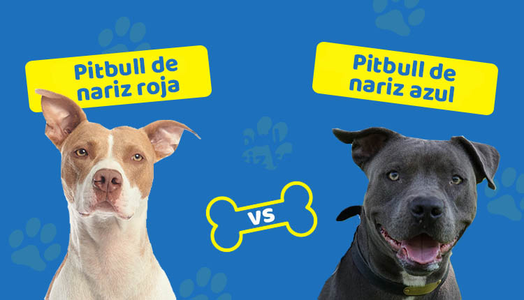 Pitbull de nariz roja Vs. pitbull de nariz azul