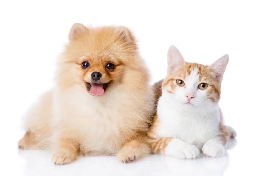Pomeranian and cat