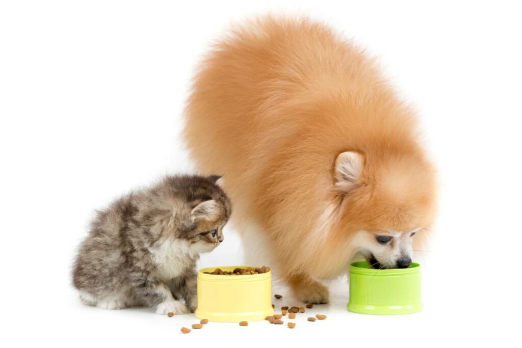 Pomeranian và mèo
