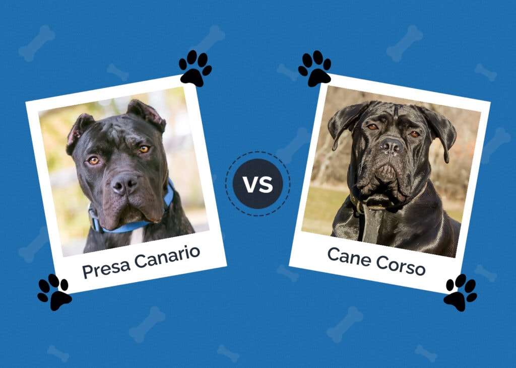Presa Canario vs Cane Corso