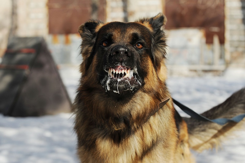Rabid dog growling angrily