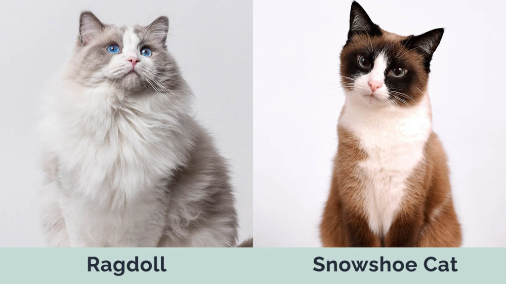 Ragdoll vs Snowshoe Cat Differences Explained (With Pictures) Hepper
