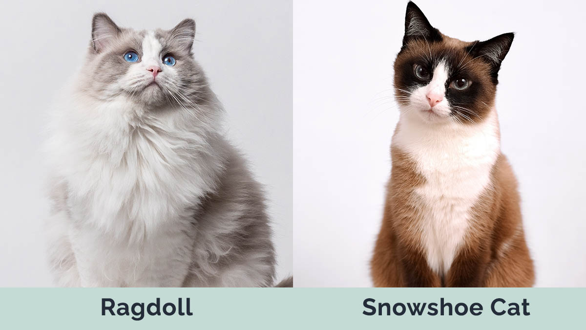 Ragdoll vs Snowshoe Cat cạnh nhau