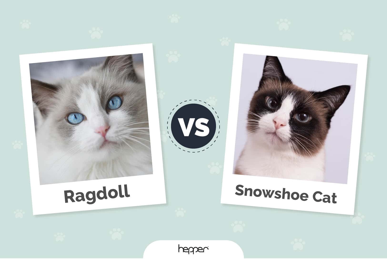 Ragdoll vs Snowshoe Cat