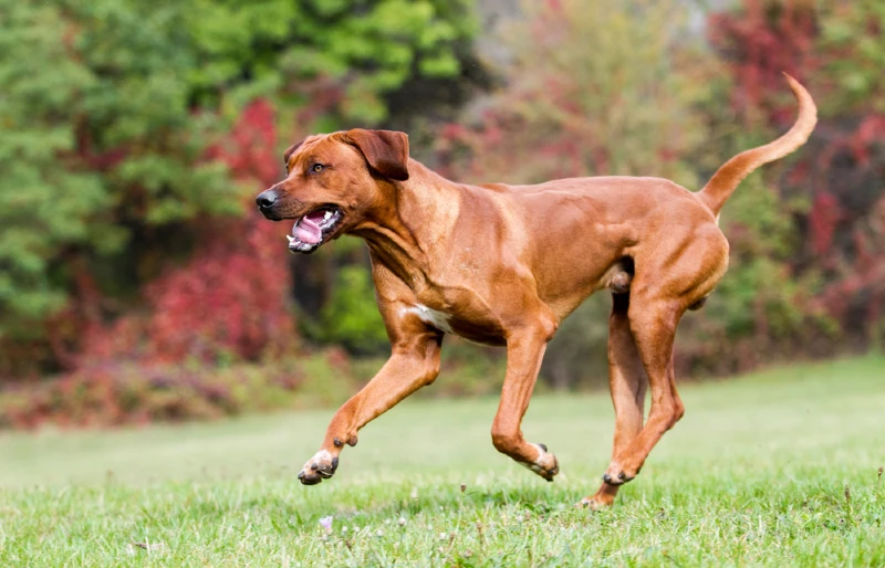 Rhodesian Ridgeback dog running on grass