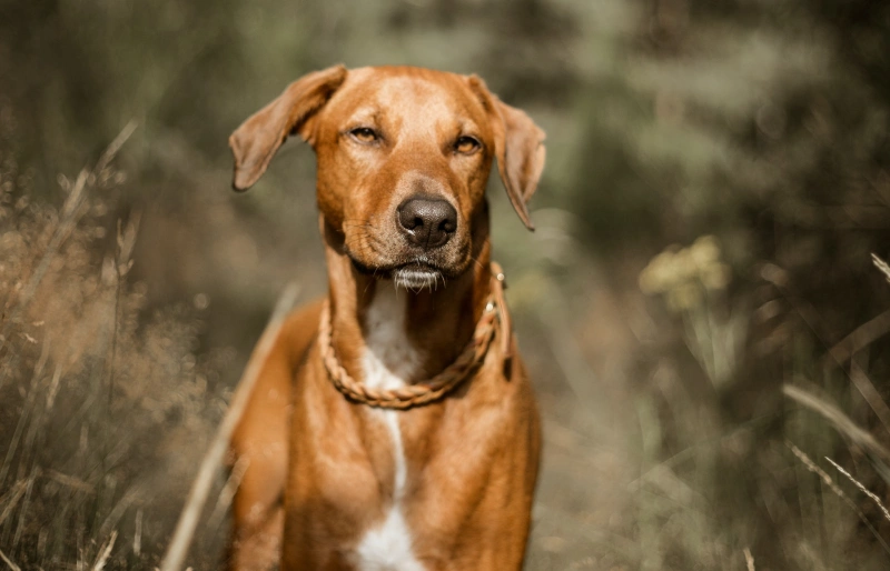 Rhodesian ridgeback dog in a field