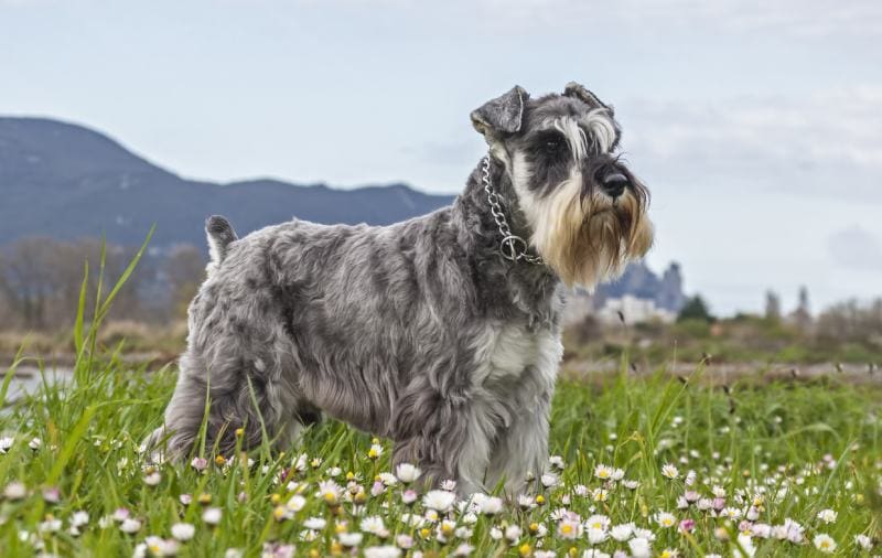 Salt and pepper miniature Schnauzer