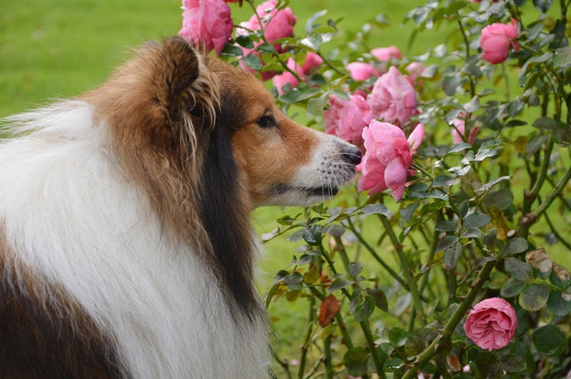 Sheltie Shetland Sheepdog dog smelling pink rose