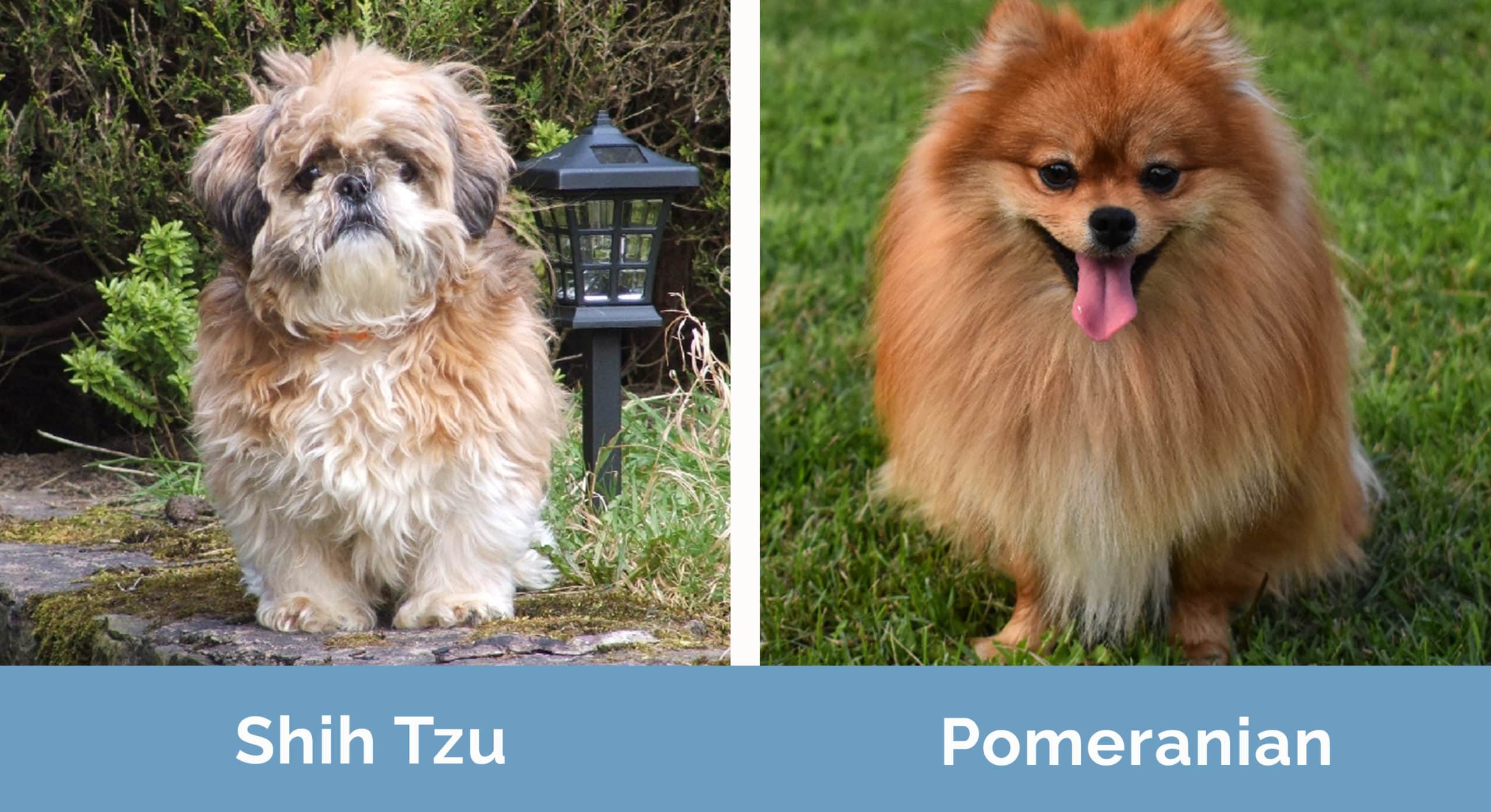 Shih Tzu vs. Pomeranian Which One Is Right for You With