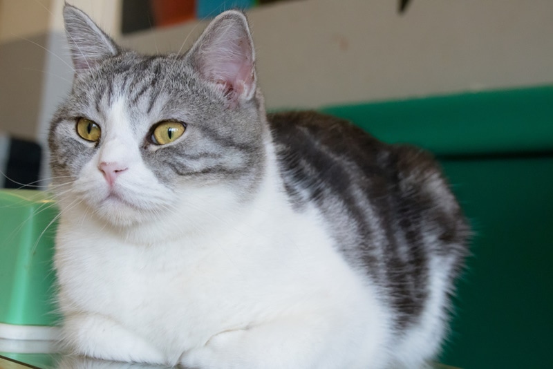 Shorthair Ragdoll cat sitting