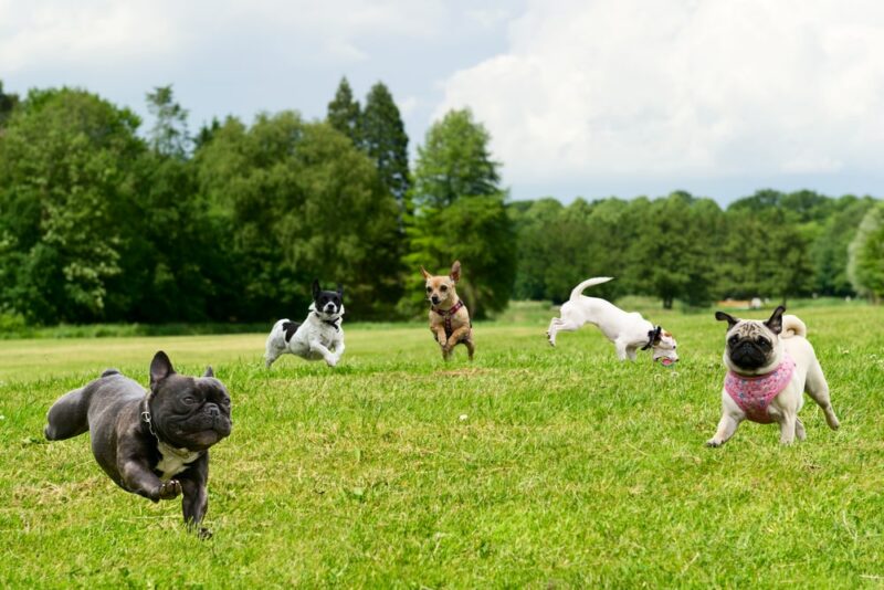 Small dogs in a dog park