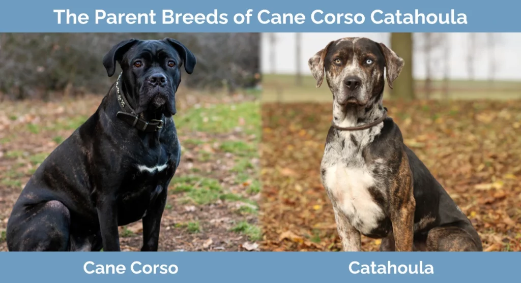 Các giống bố mẹ của Cane Corso Catahoula Mix