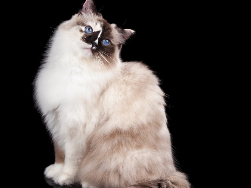 Tortoise Ragdoll cat on black background