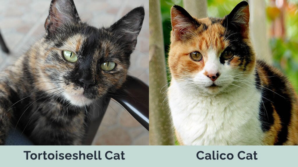 Mèo Vỏ Rùa vs Mèo Calico cạnh nhau