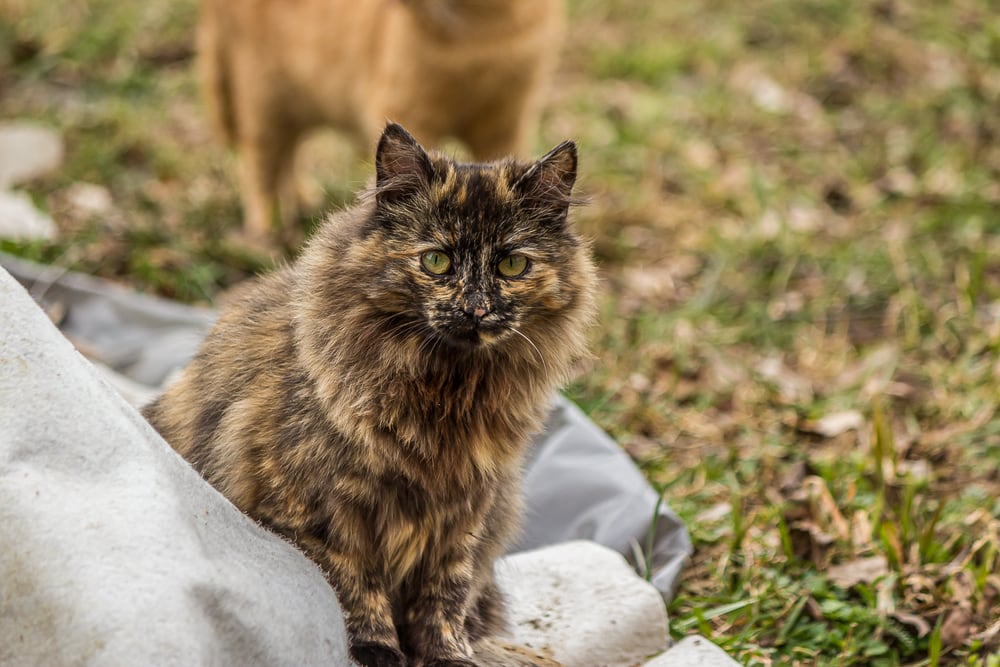 Tortoiseshell mèo smoly Ba Tư