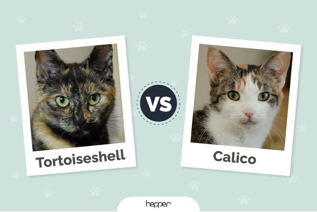 Tortoiseshell vs Calico Cat