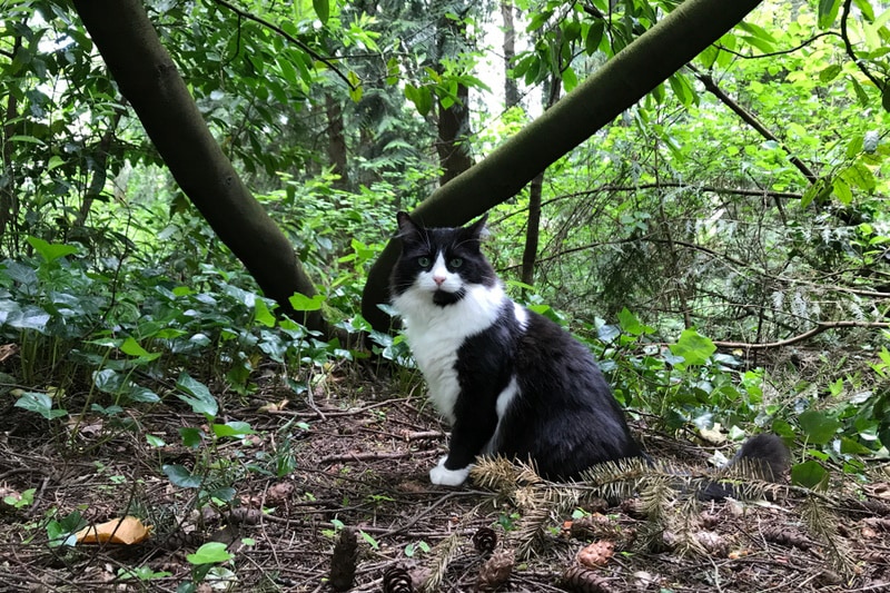 Chú mèo Ragdoll tuxedo trong vườn