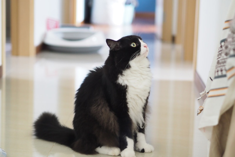 Chú mèo ragdoll tuxedo ngồi trong nhà