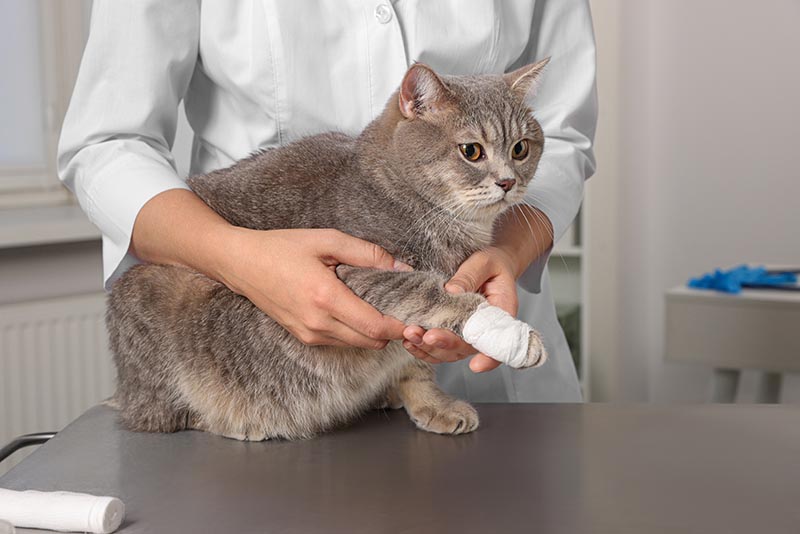 Bác sĩ thú y ôm con mèo thẳng scottish dễ thương với băng