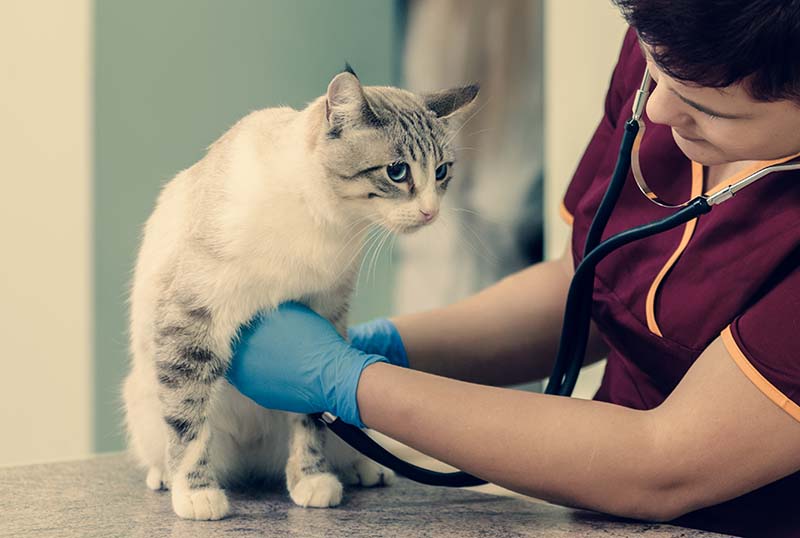 Veterinary doctor measuring heart rate of cute cat