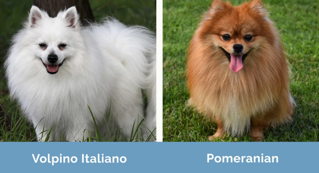 Volpino Italiano vs. Pomeranian: Choose the Right One for You! | Hepper