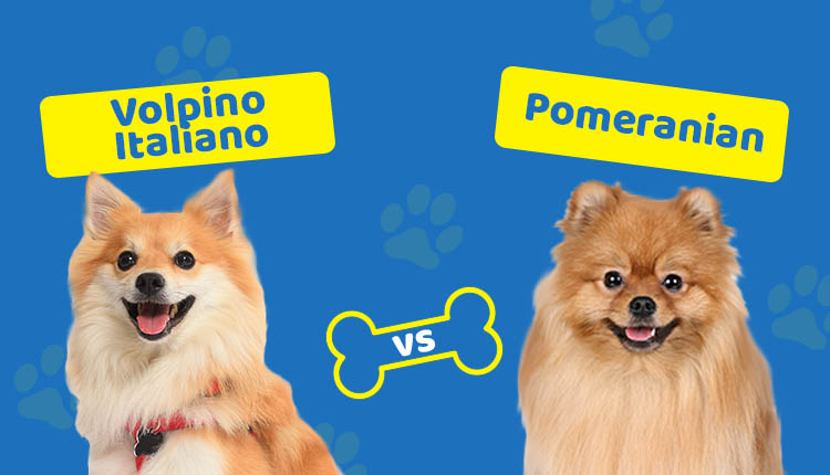Volpino Italiano vs. Pomeranian: Choose the Right One for You! | Hepper