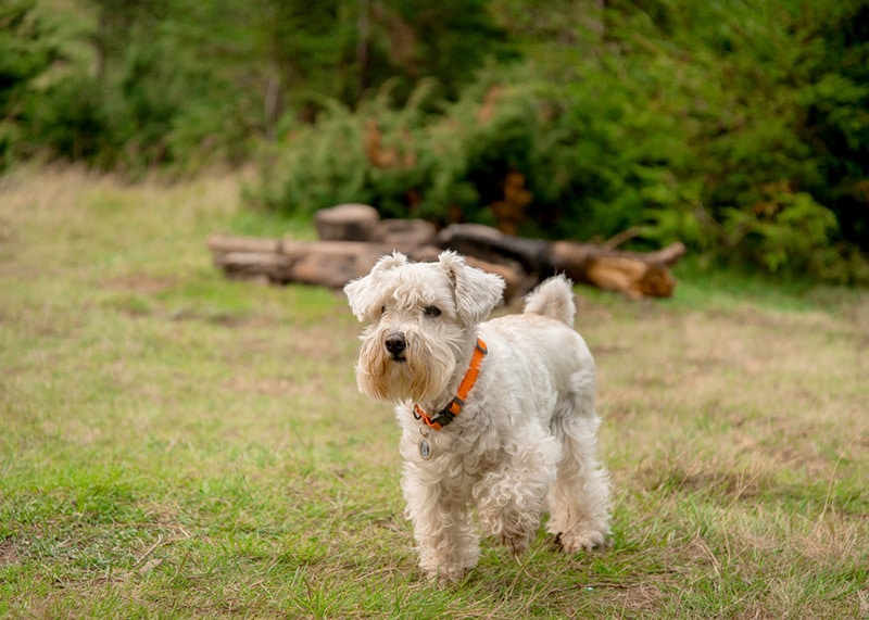 do miniature schnauzers smell