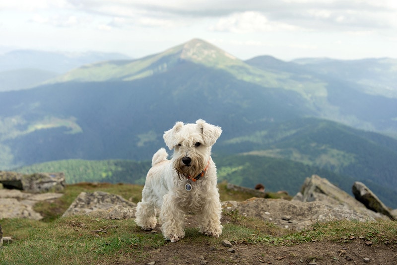 White miniature schnauzer on a mountain against a background of mountains