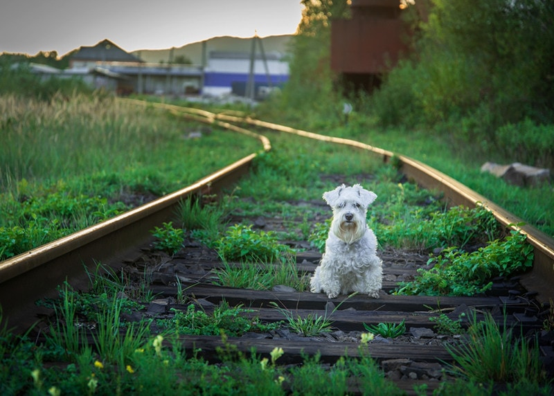 White miniature schnauzer sits on railway