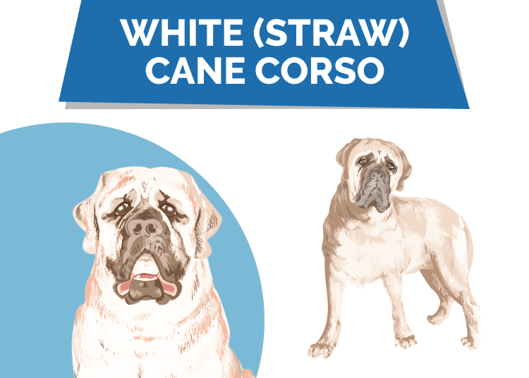 HEP_white straw cane corso