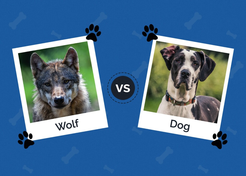 Wolf vs Dog