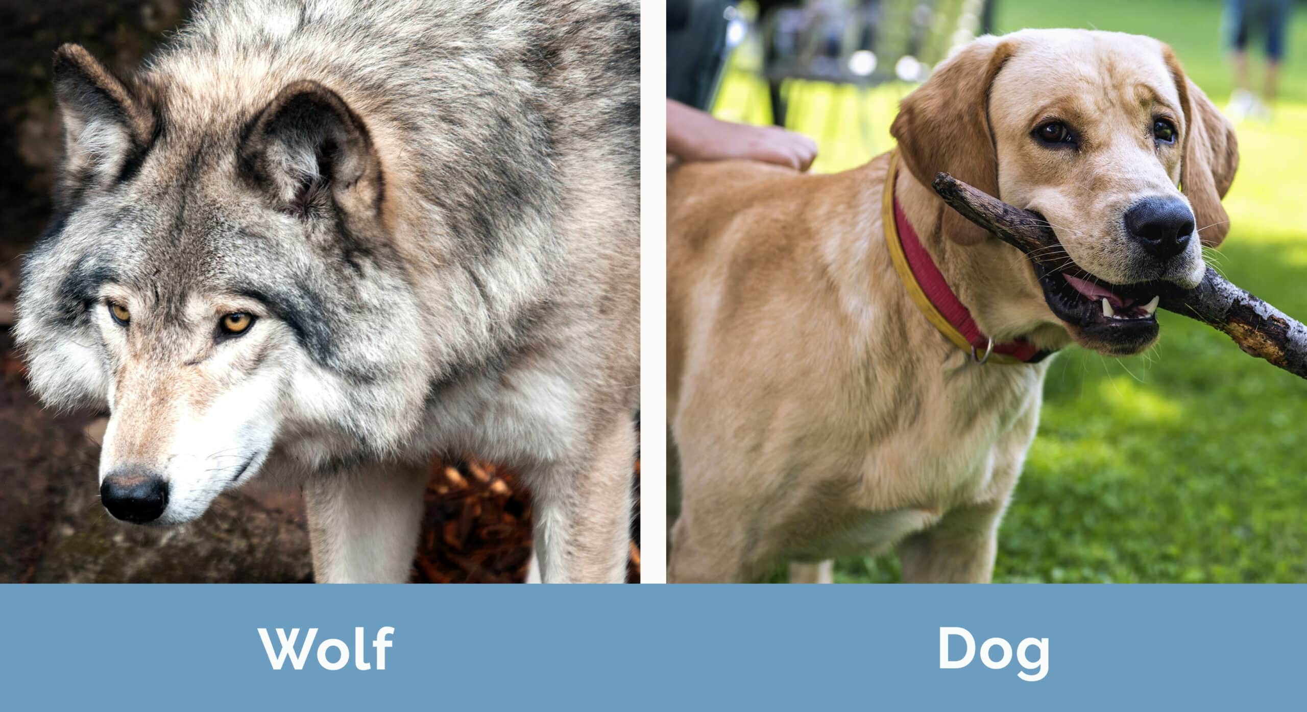 Wolf vs Dog side by side