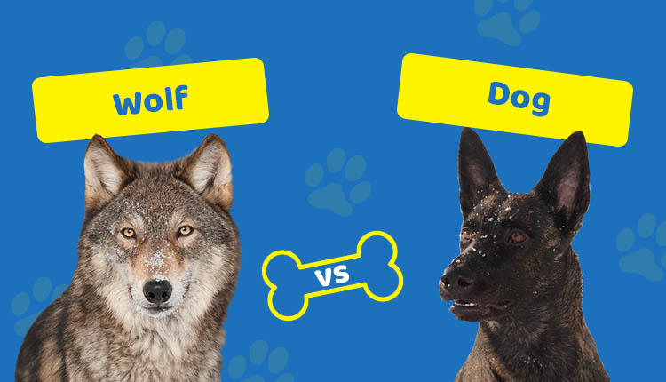 Wolf vs Dog: How Are They Different? Are They Related? | Hepper