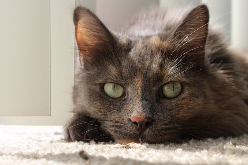 a dilute tortoiseshell cat at home