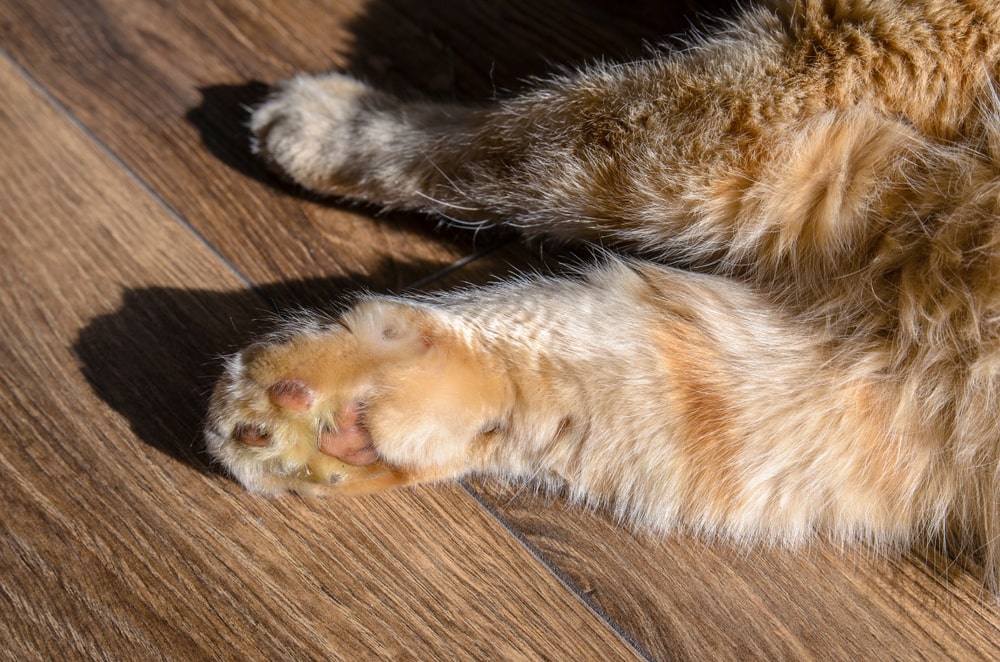 a swollen cat paw because of snake bite