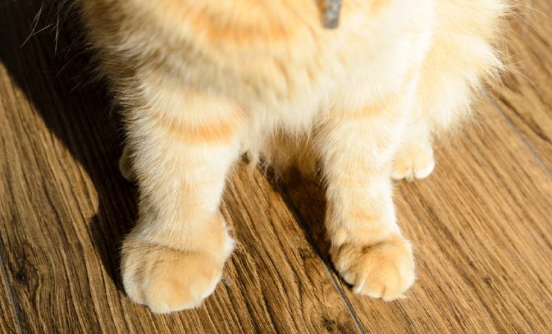 a swollen cat paw