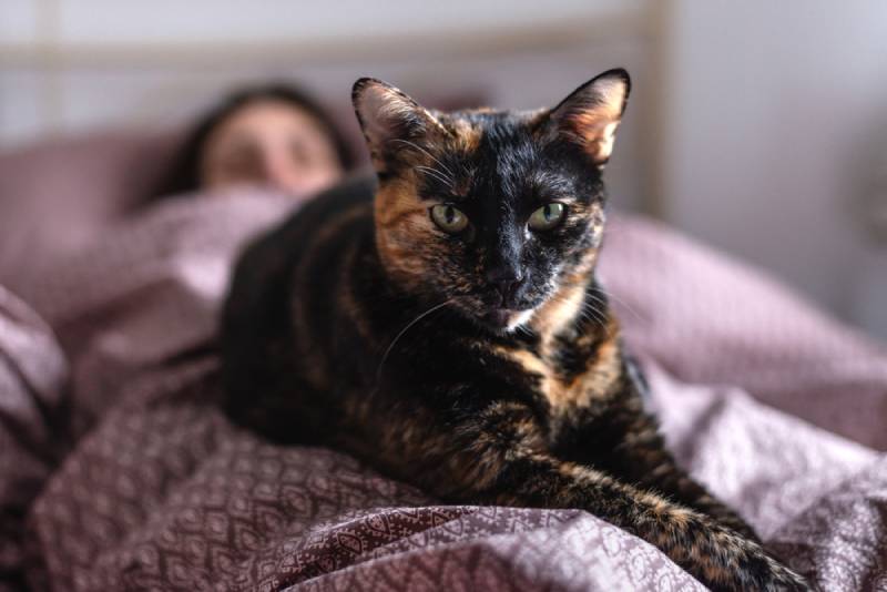 a tortoiseshell cat on top of its sleeping owner