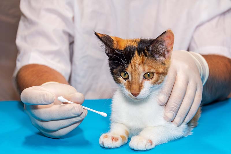 một bác sĩ thú y điều trị bệnh hắc lào cho một con mèo con