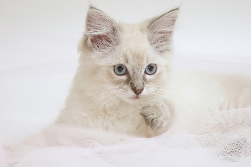 adorable lilac ragdoll kitten