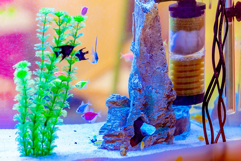 aquarium with filter