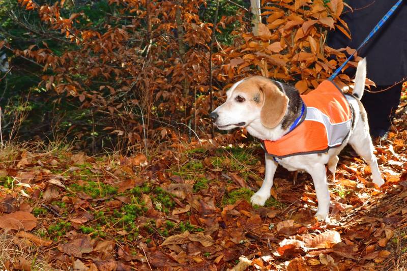 beagle dog wears a safety vest in autumn to stay safe during hunting season